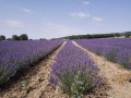 Le Chemin des Lavandes à Sault