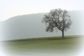 Perspectives et un arbre au printemps
