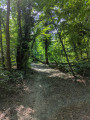 Petit chemin de forêt
