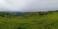 Petit détour dans les herbes