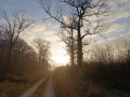 Petit matin en forêt de Crécy