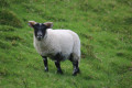 Petit mouton