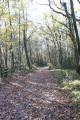 Petit passage dans le bois