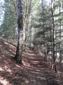 Petit passage en sous bois