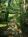 Passage sympatique en sous-bois