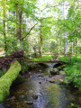 Petit pont de bois pour le retour au village de Wildenstein