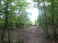 Petit pont de bois