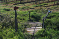 Entre vignes et Adour