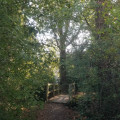 Petit pont de bois