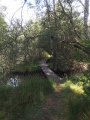 Petit pont etang de Tattert