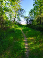 petit sentier en sous-bois