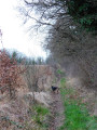 Petit sentier