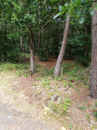 Petit sous-bois Route de Coat Ermit