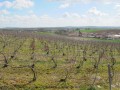 Petite grimpette dans les vignes après Villevenard