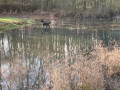 Petite mare