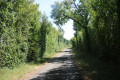 Petite route (ancien chemin d'exploitation)