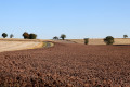 Petite route au milieu des champs près de Pellevoisin