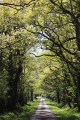 Petite route longeant l'étang Balsan