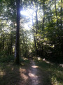 Petite sente dans la forêt d'Orient