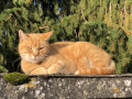 Petite sieste au soleil à Ouilly-le-Tesson