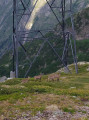 Petits Chamois