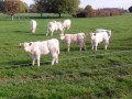 petits frisés