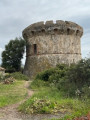 Petru Colonna