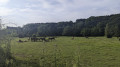 Pferde auf der Weide