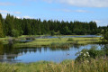 Marécage près du lac Marécage près du lac