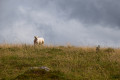 Traversée d'une prairie Traversée d'une prairie