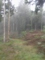 Brouillard