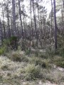 Dans la forêt domaniale de Biscarrosse Plage