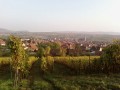 Photo des vignes de Westhoffen