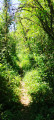 Photo N°3 - Le sentier en sous bois