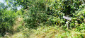 Photo N°4 - Sentier qui commence a être bien balisé
