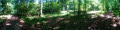 Photo panoramique sur l'Allée du Bois du Cerf