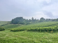 Les coteaux au Nord de Joigny Les coteaux au Nord de Joigny