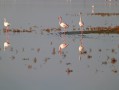Petite Camargue Petite Camargue