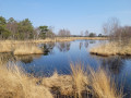 Pietzmoor - Lüneburger Heide