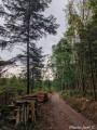Stères de bois