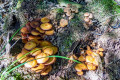Pilze