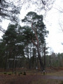 Le Bois de l'Épars en Forêt de Rambouillet