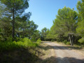 The Bade pine wood and the Saint Cécile chapel at Tourouzelle