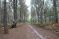Pinède