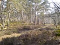 Pinède