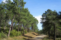 Pinède