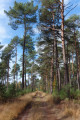 Pinède