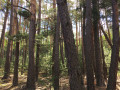 Pins sylvestres dans la forêt de Schweighouse-sur-Moder