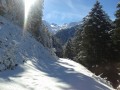 Piste à travers à la forêt