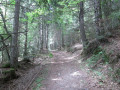 Piste forestière